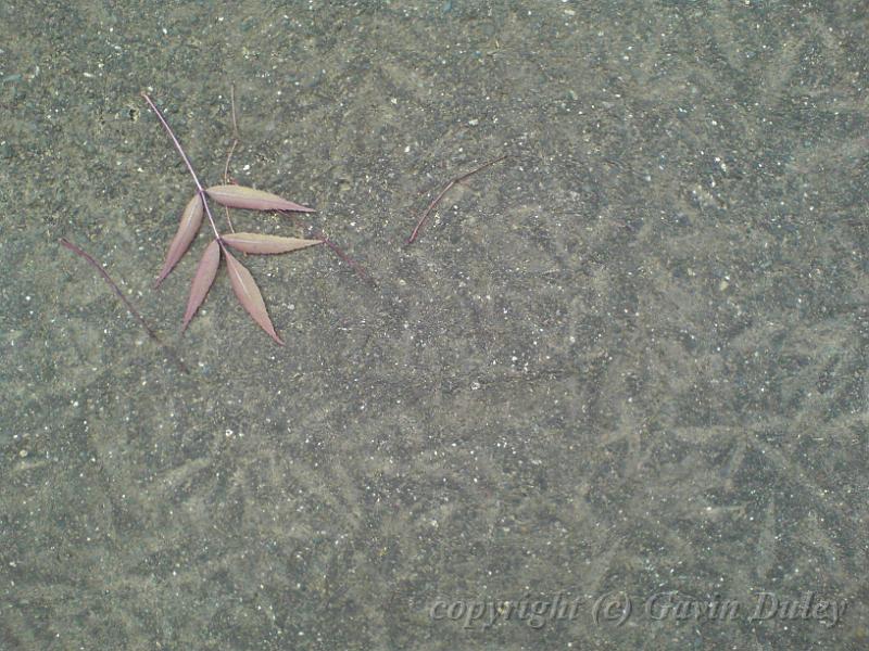 Ghosts of fallen leaves, University of New England DSC00468.JPG